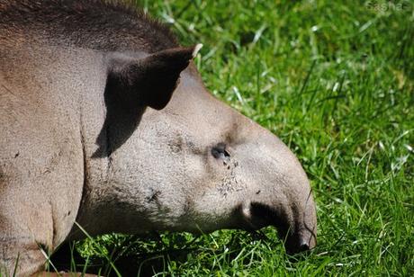 (2) Le tapir terrestre.