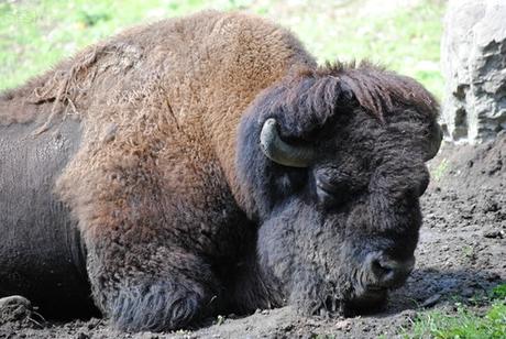 (2) Le bison d'Amérique.