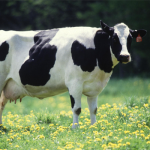 image de vache