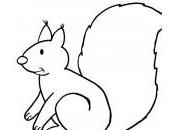 dessin ecureuil