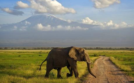 elephant_crossing_the_road_safari_africa_hd-wallpaper-1125940