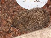 Erinaceus europaeus prêt pour l'hiver