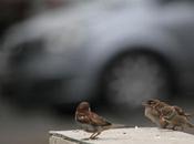 Déclin moineaux villes cause nourriture urbaine