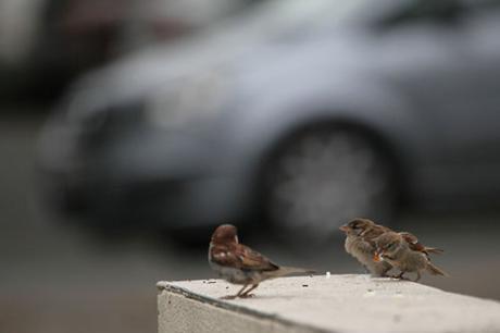 Déclin des moineaux des villes à cause de la nourriture urbaine