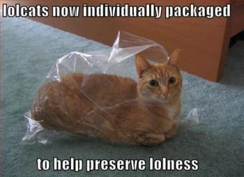 fresh lolcat