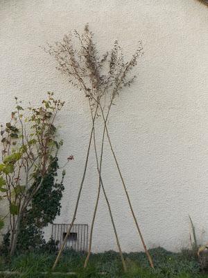 Constructions en saule : un bon début !