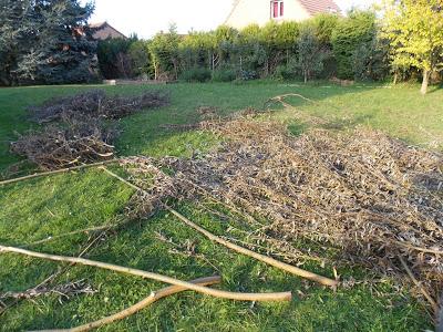 Constructions en saule : un bon début !