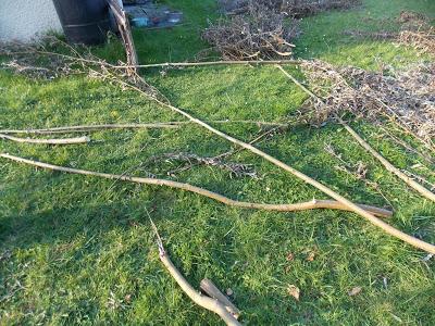 Constructions en saule : un bon début !