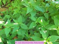 Germes de soja en omelette aromatisée et sauce aux orties (Végétarien)