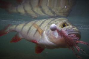 Partenariat avec French Touch Fishing