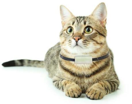 Weenect Cats, un GPS avec carte SIM pour communiquer et ne jamais perdre son chat