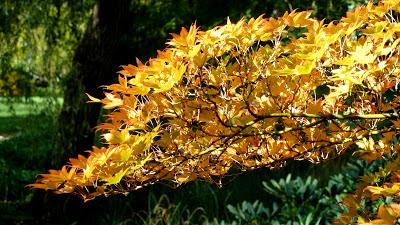 Le jardin botanique de Munich en automne
