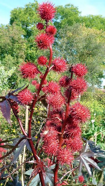 Le jardin botanique de Munich en automne