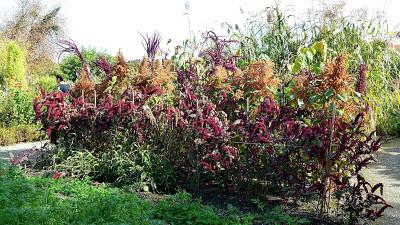 Le jardin botanique de Munich en automne