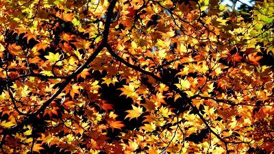 Le jardin botanique de Munich en automne