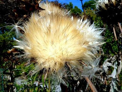 Le jardin botanique de Munich en automne