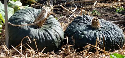 Le jardin botanique de Munich en automne