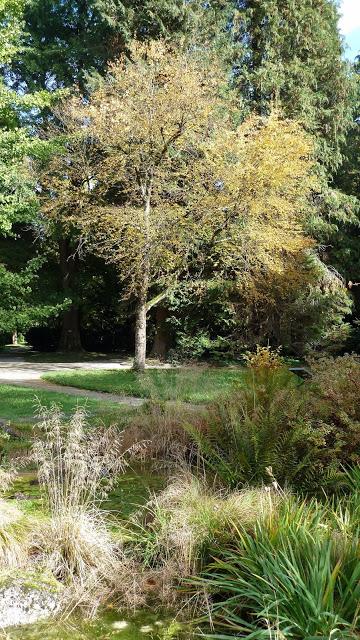 Le jardin botanique de Munich en automne