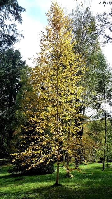 Le jardin botanique de Munich en automne
