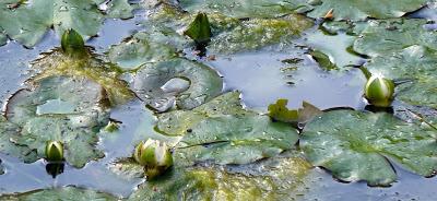 Le jardin botanique de Munich en automne