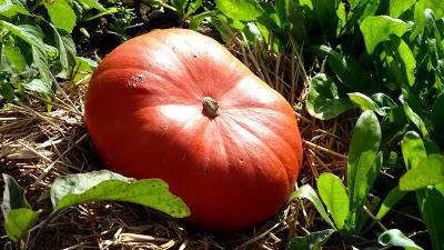 Le jardin botanique de Munich en automne
