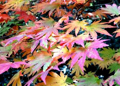 Le jardin botanique de Munich en automne