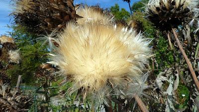 Le jardin botanique de Munich en automne
