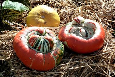 Le jardin botanique de Munich en automne