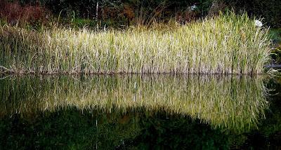Le jardin botanique de Munich en automne