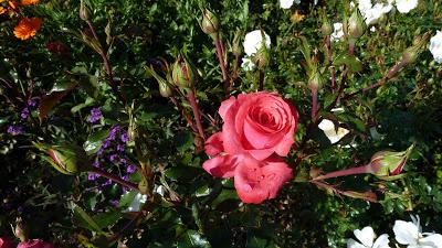 Le jardin botanique de Munich en automne