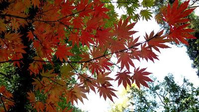 Le jardin botanique de Munich en automne