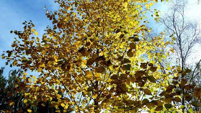 Le jardin botanique de Munich en automne