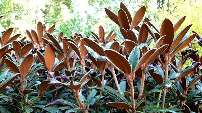 Le jardin botanique de Munich en automne