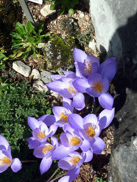 Le jardin botanique de Munich en automne