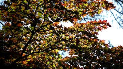 Le jardin botanique de Munich en automne
