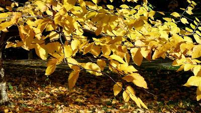 Le jardin botanique de Munich en automne