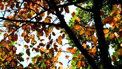 Le jardin botanique de Munich en automne
