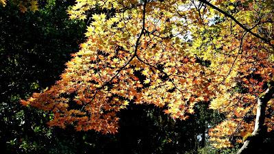 Le jardin botanique de Munich en automne