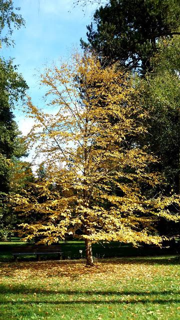 Le jardin botanique de Munich en automne