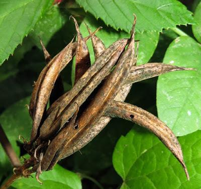 Fruits de la Réglisse sauvage (Astragalus glycyphyllos)