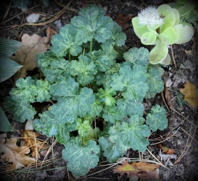 Heuchères and Co (1/2)...