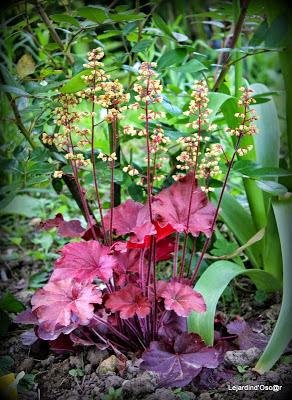 Heuchères and Co (1/2)...