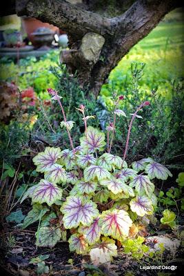 Heuchères and Co (1/2)...