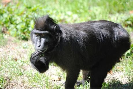 (4) Le macaque noir à crête.
