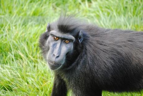 (1) Le macaque noir à crête.