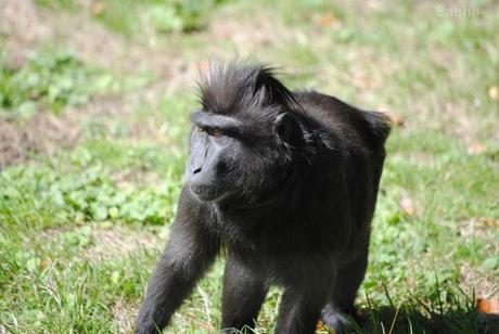 (3) Le macaque noir à crête.