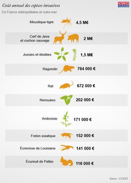 12 espèces invasives qui coûtent (très) cher à la France