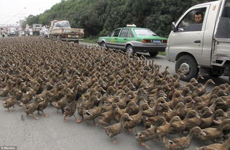 Duck Army, le mème qui fait pouet !