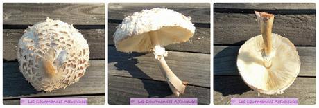 Lépiotes et Coprins Noir d'Encre de mon jardin