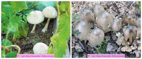 Avez-vous des champignons comestibles dans votre jardin ?